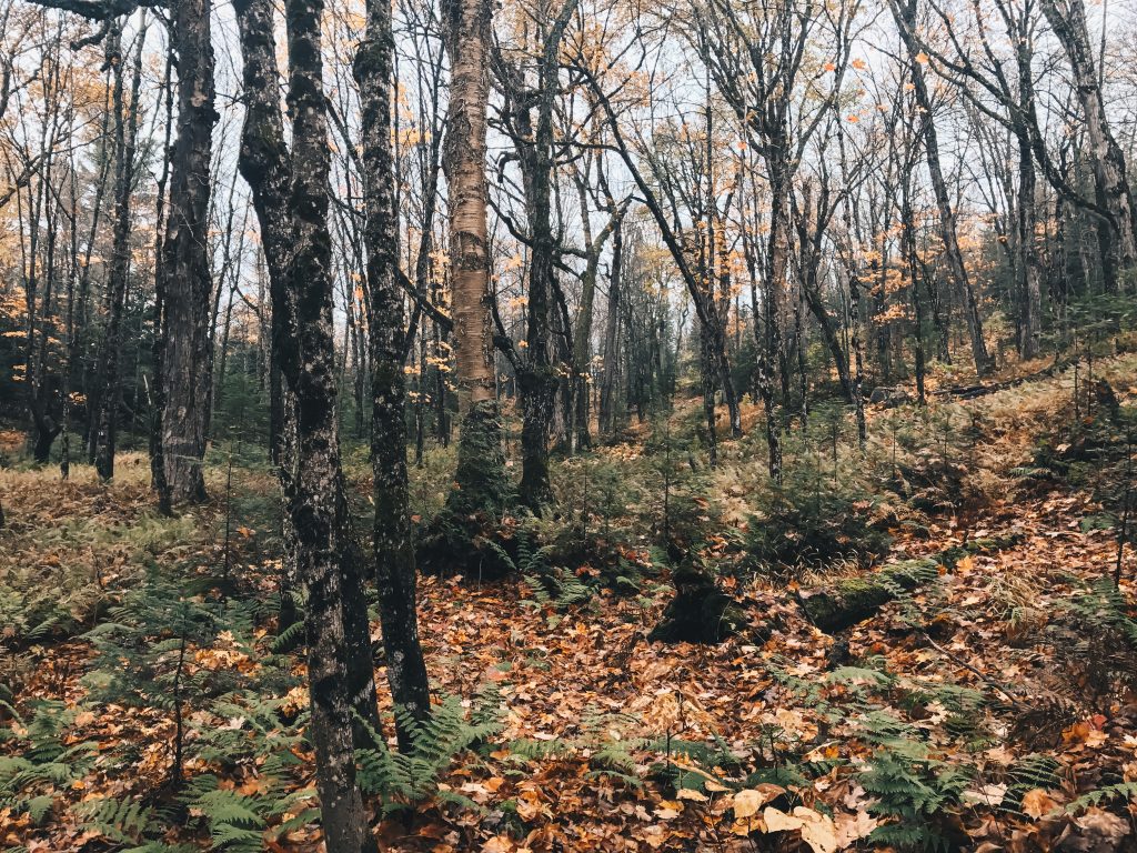 algonquin_2_003