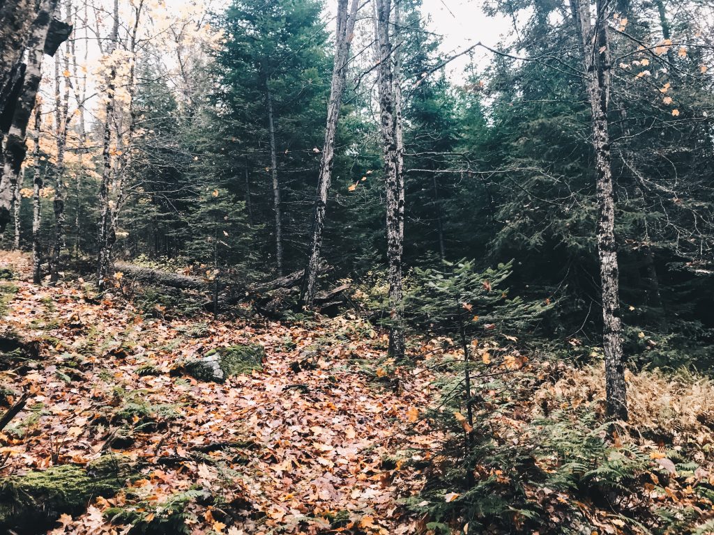 algonquin_2_004