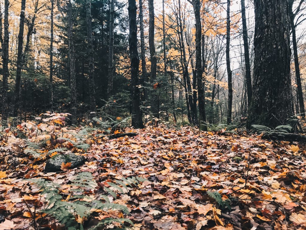 algonquin_2_005