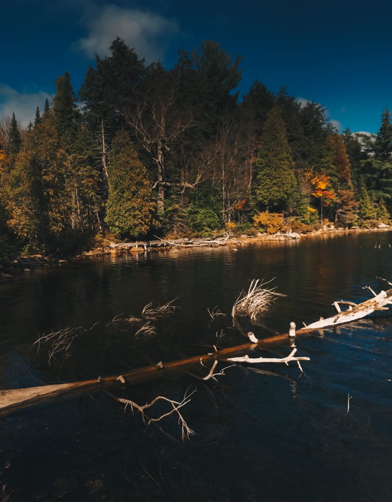 algonquin_4_007