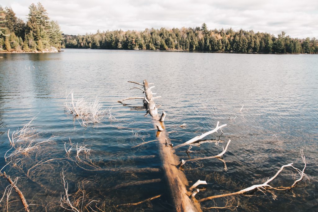 algonquin_5_007