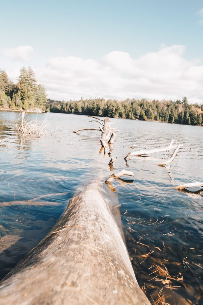 algonquin_5_008