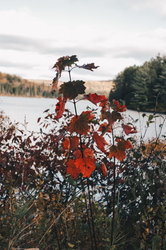 algonquin_5_019