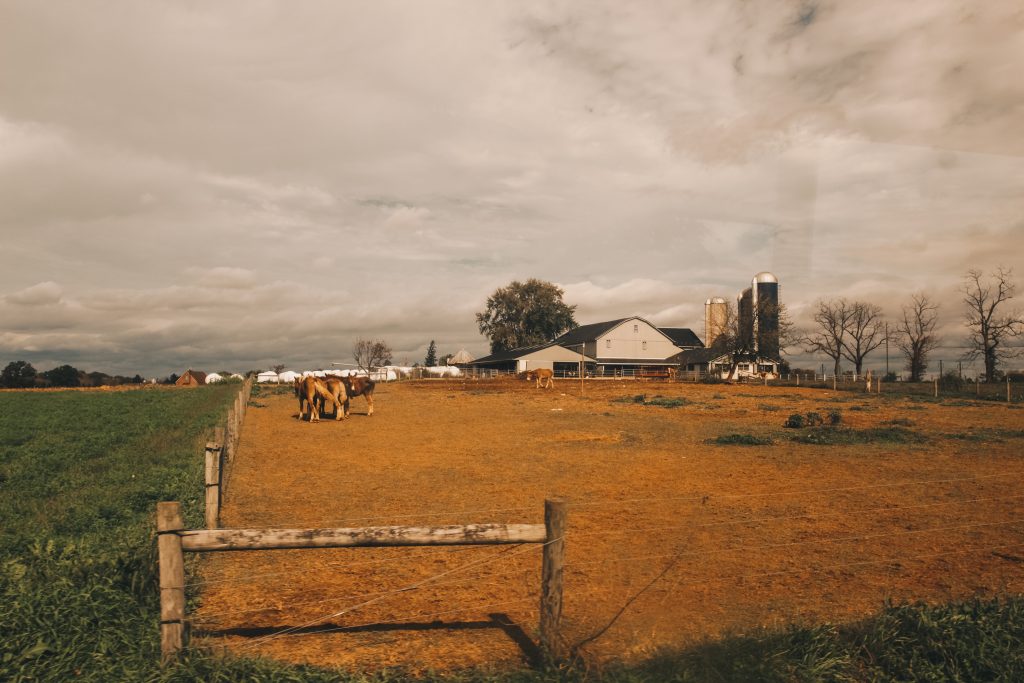 amish_007
