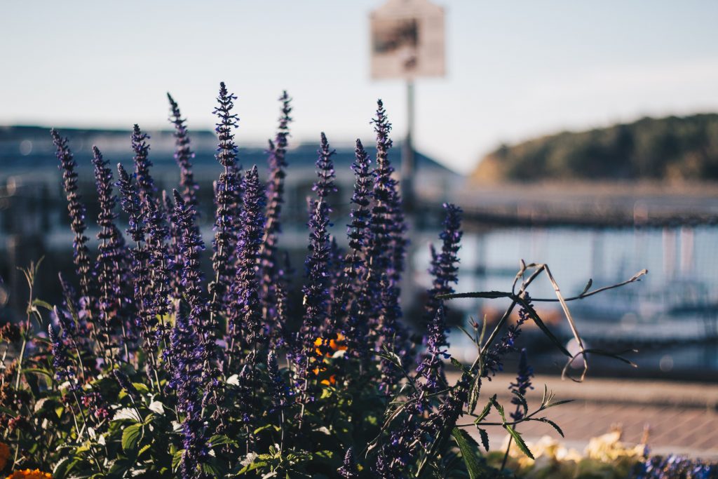 bar_harbor_043