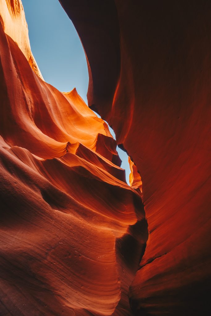 antelope_023