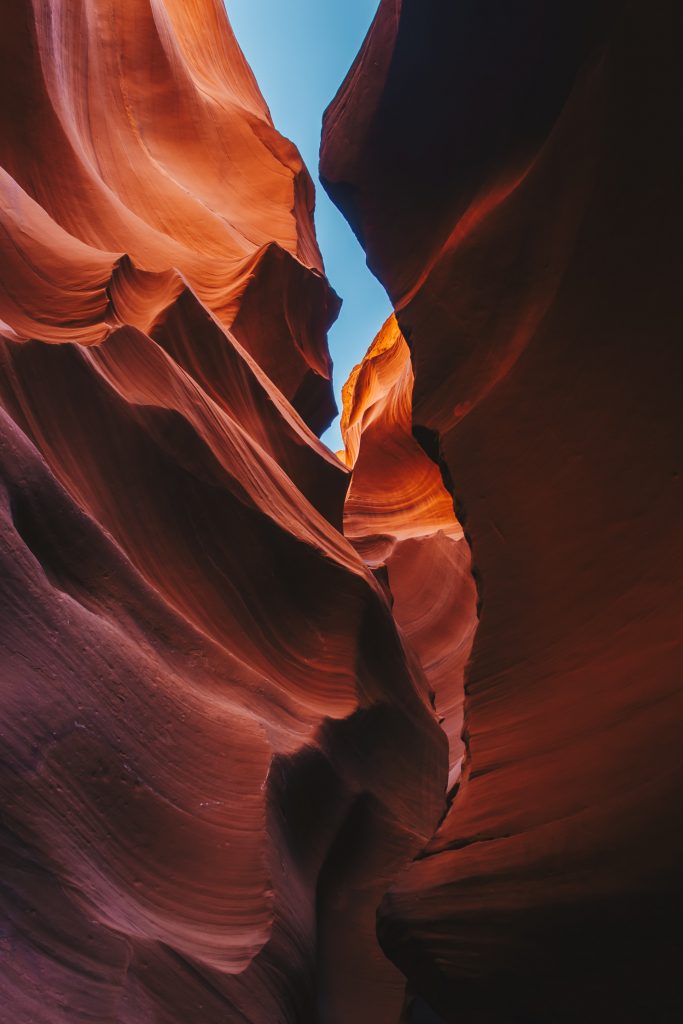 antelope_031