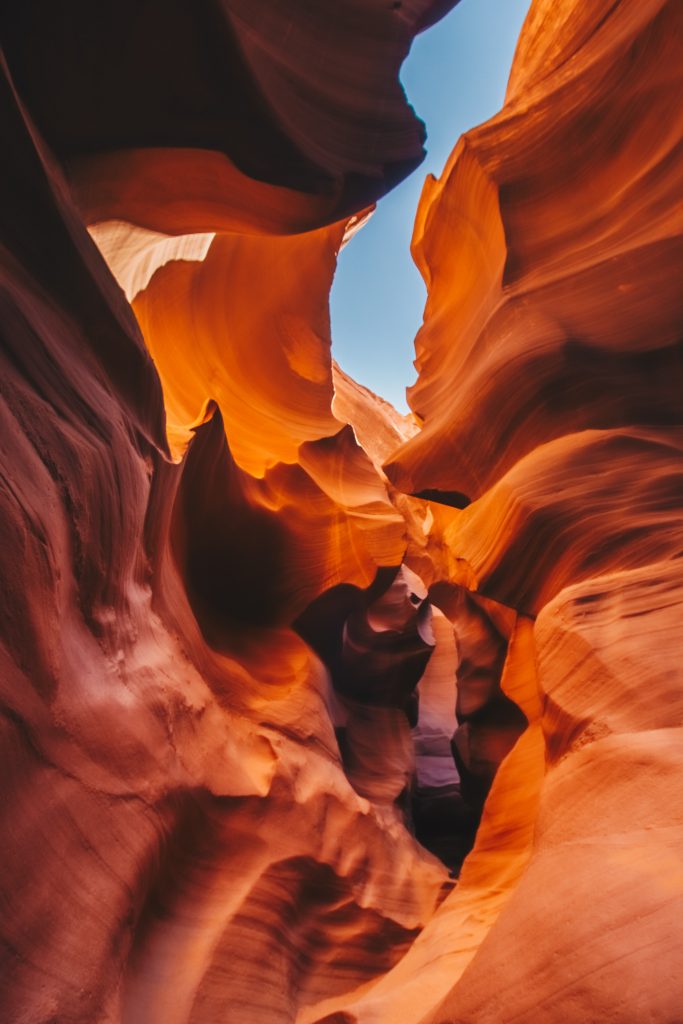 antelope_042