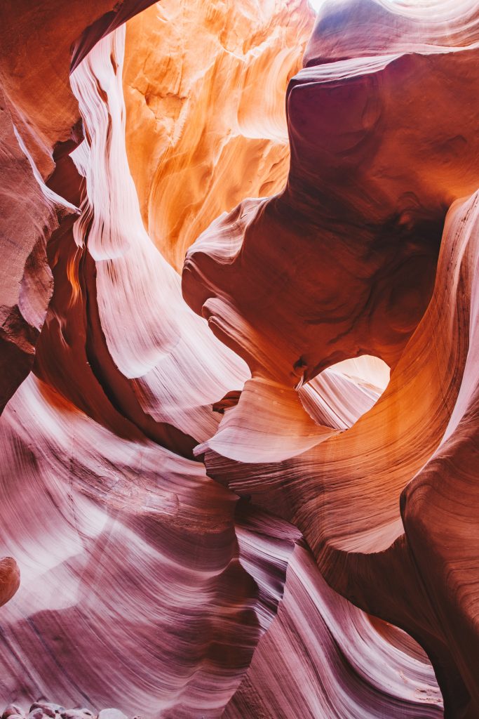 antelope_064