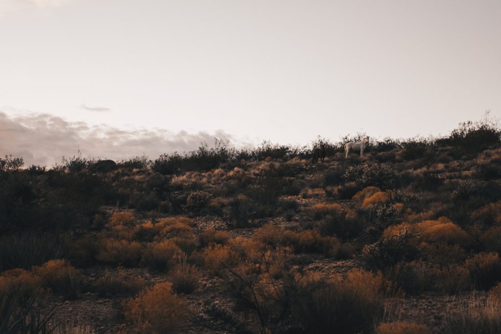 grand_canyon011