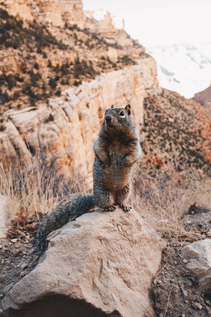 grand_canyon055
