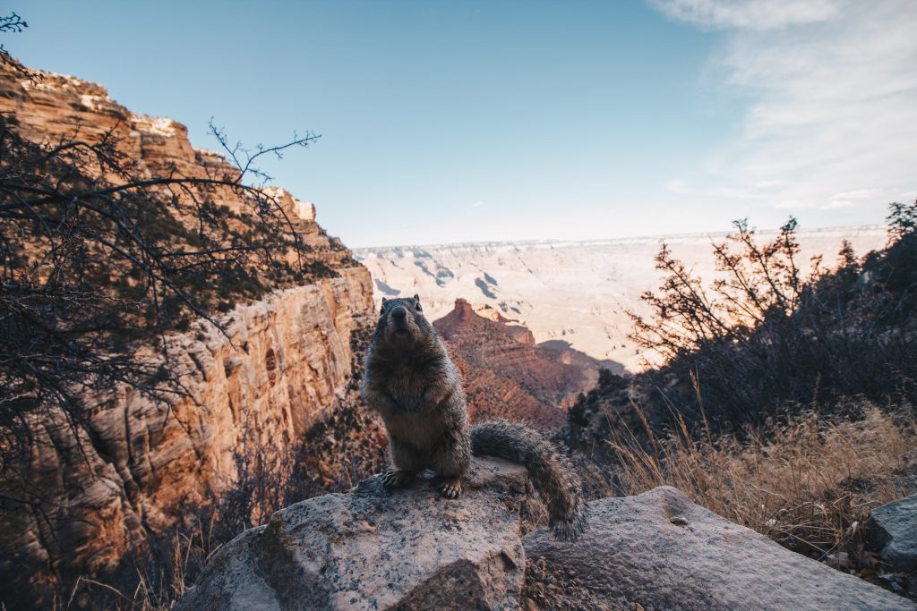 grand_canyon057