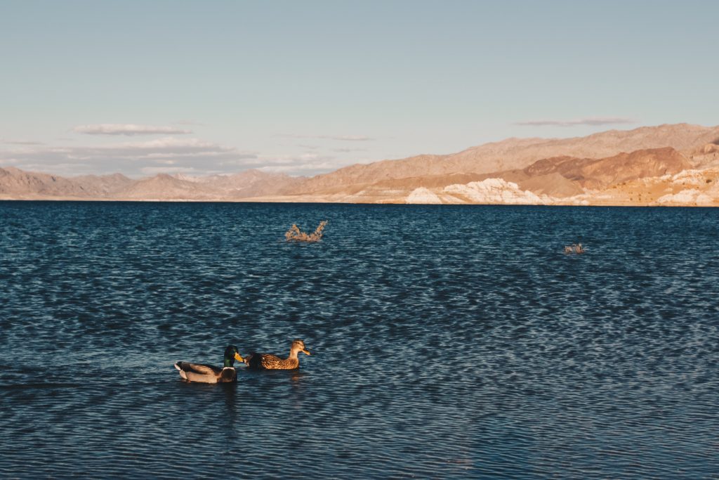 las_vegas_042