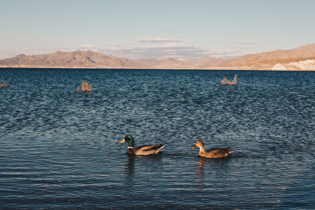 las_vegas_043
