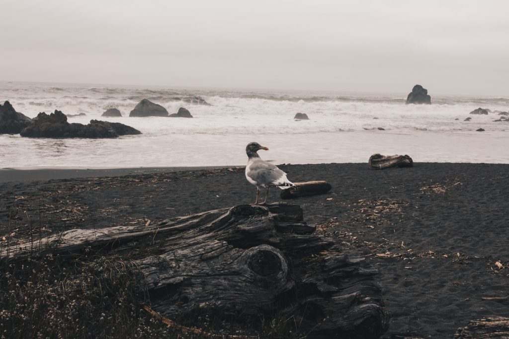 pacific_coast_2_028