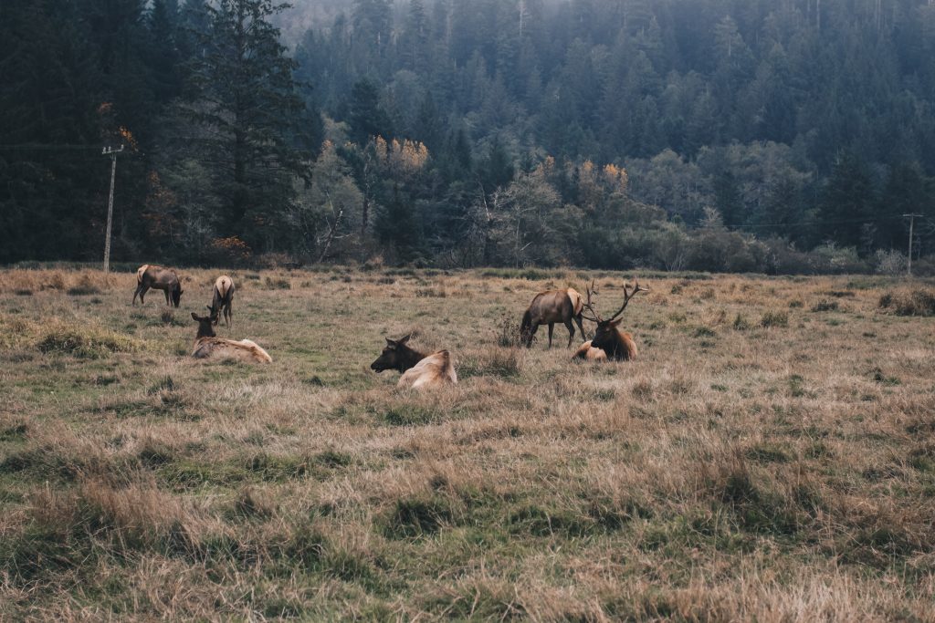 pacific_coast_2_030