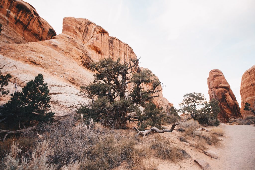 zion_2_001