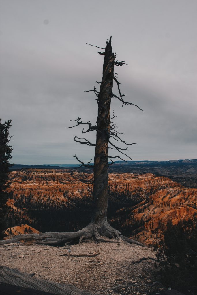 zion_4_015